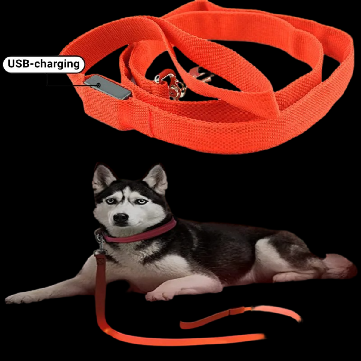 NightSnout™ LED Leash