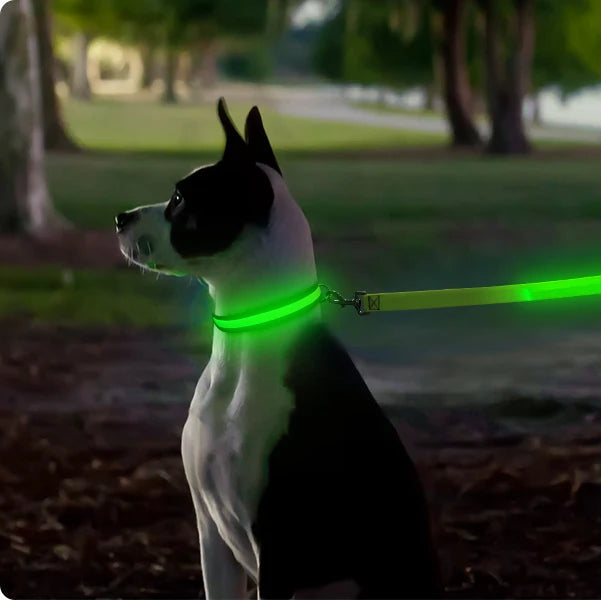 NightSnout™ LED Safety Collar